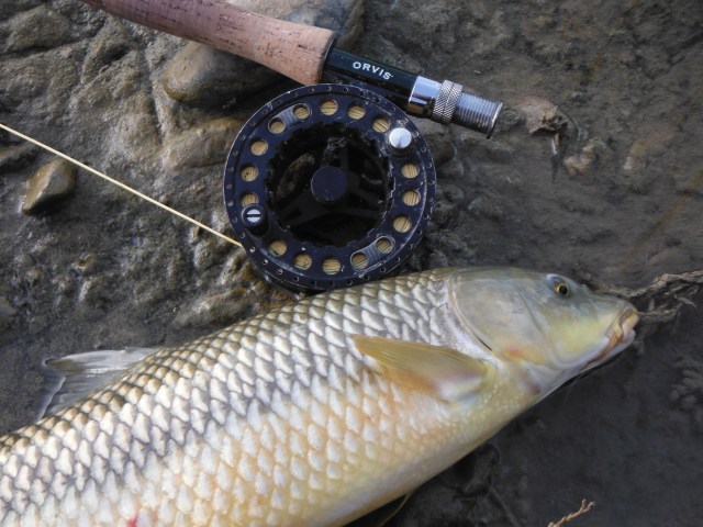 It had been some time since I have had a chance to catch a barbel. This was the first of the day.