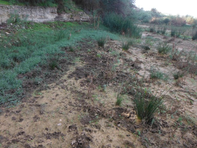 It looks like they were rooting around here.