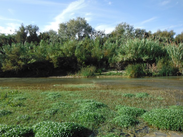 The boar appeared just to the edge of a dense bank of canes and returned to deep cover as soon as they saw me.