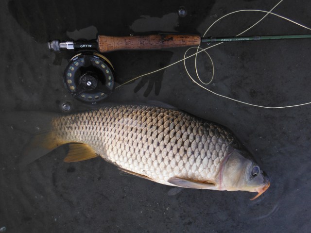 This was the best of three carp. I hooked one which I think was much bigger but it came off!