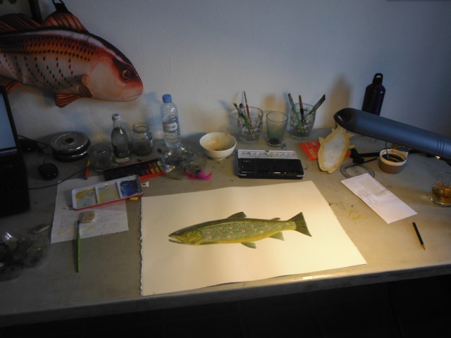 The water colour version of Mark´s trout takes shape.