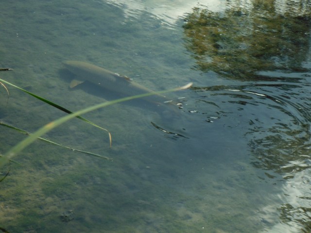 Sometimes the released fish hang around in the shallows for a bit. It´s almost as though it does not dawn on them that they are free to go!