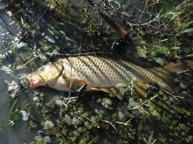 I was delighted with this lovely carp. It took the same little nymph (size 14) as the barbel. It was closely shadowed throughout the fight by a companion fish of almost exactly the same size.
