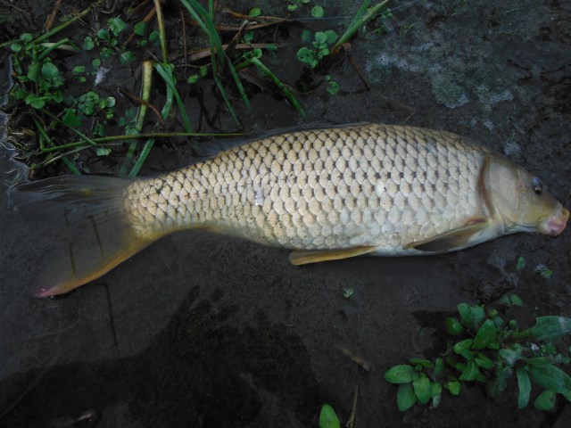 The carp in this river often seem to have an orange lower margin on the tail fin. This was my only carp of the day.