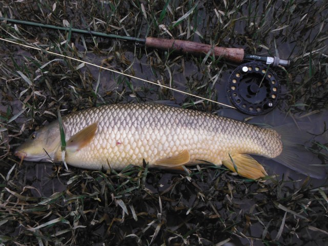 There´s always one sucker! This turned out to be a pretty respectable barbel. It is a while since I had a bigger one.