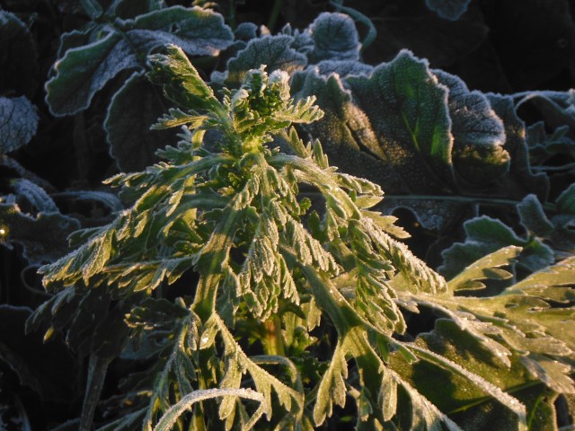 We get relatively little frost here