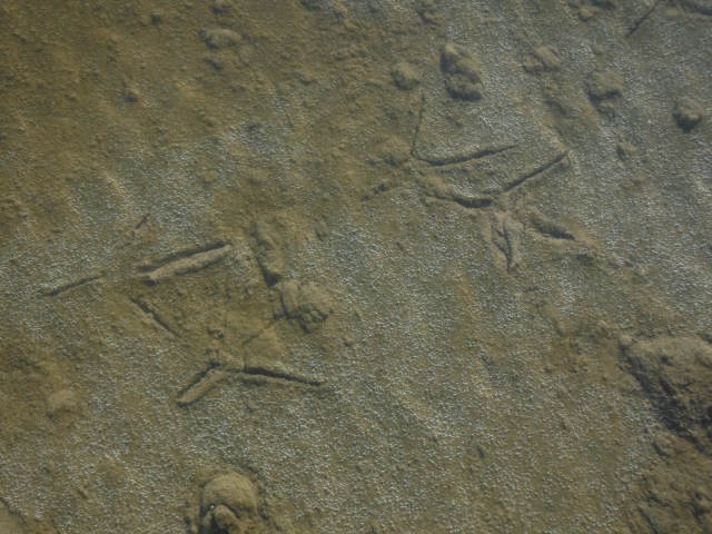 In water only centimetres deep there were footprints of herons.