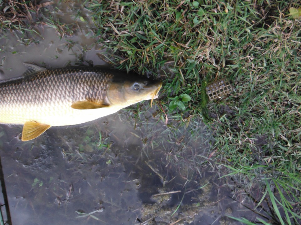 Here is the fish and, on the right, the swim feeder to which it was attached by a short length of line.