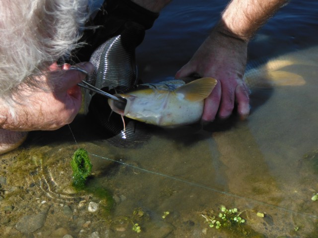 This fish was unusually deeply hooked and the nymph had to be removed carefully with forceps.