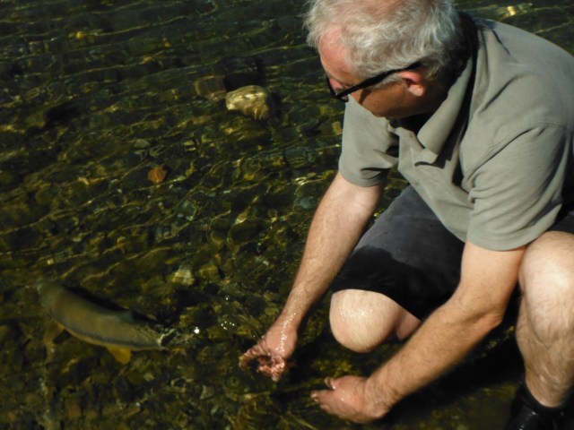 Christ! I didn´t realise I was  quite so bald! The fish here is swimming off strongly.