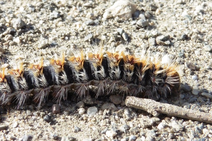 Here´s the lad in the front