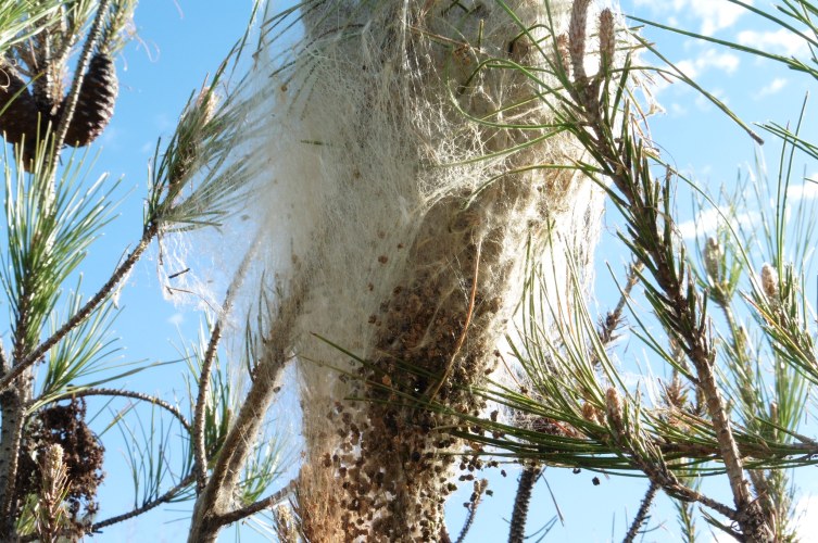 Here is a typical nest. Interestingly there are no "doors" so when they caterpillars leave they just "bust out" through the silk.