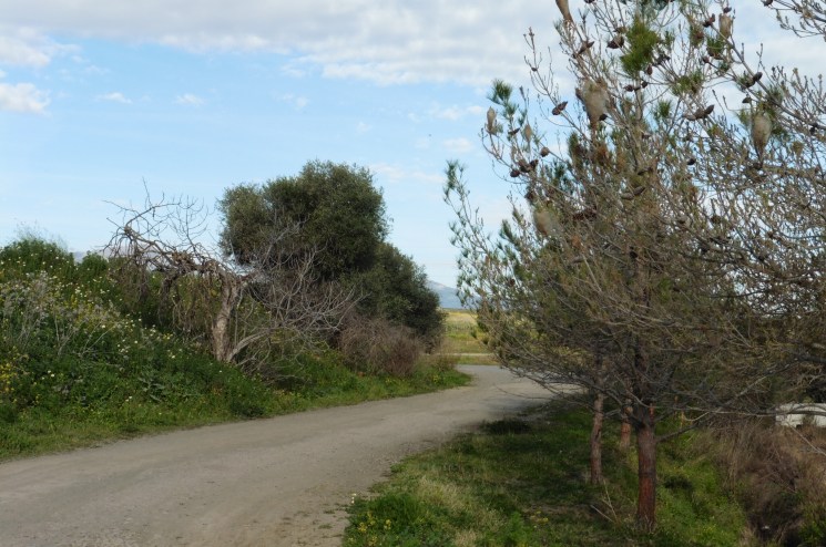 If you look closely you can see the nests high up in the pine trees.