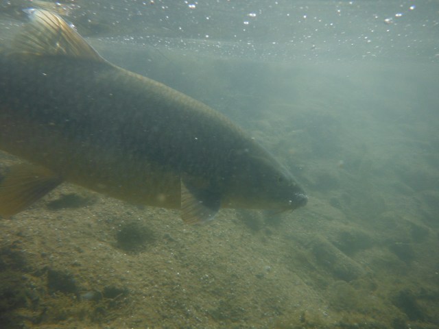 softly after this picture was taken the fish was unhooked and swam away strongly.