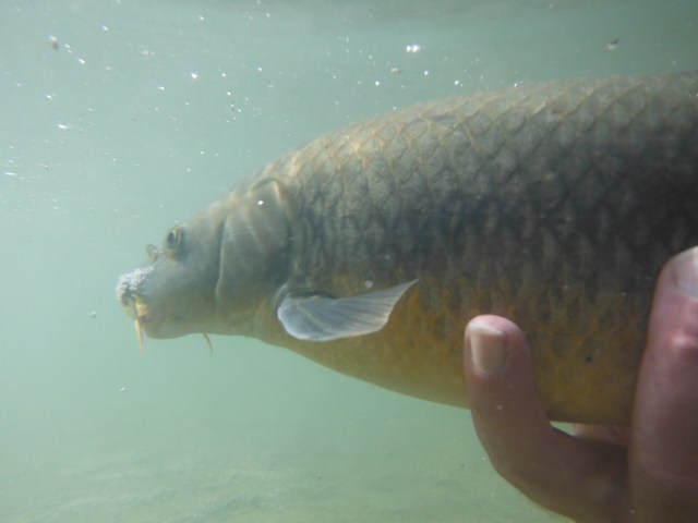 They are even more prominent here. It is also interesting to see the raised nostril of the fish.