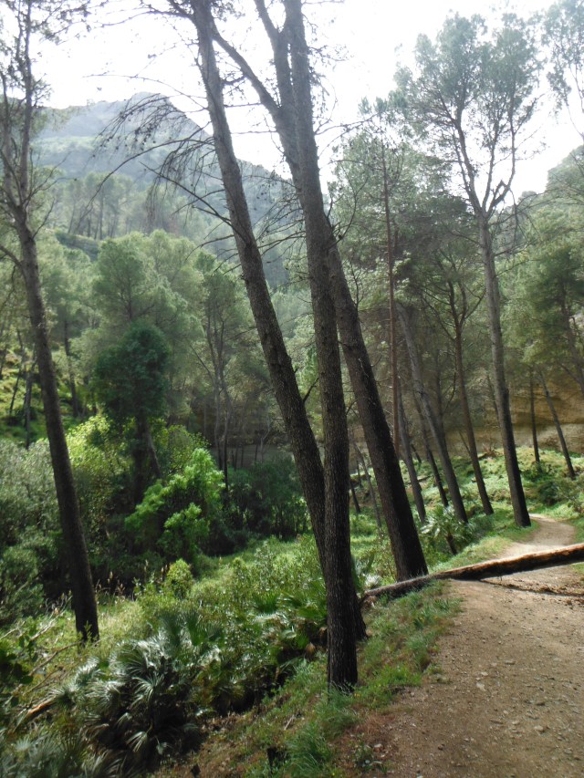 We started our walk at the dam on the Conde del Guadalhorce reservoir and walked a couple of km through lovely countryside to reach to the beginning of the walk.