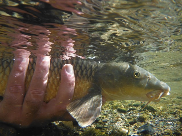 Here is the first barbel just before it slipped its moorings.