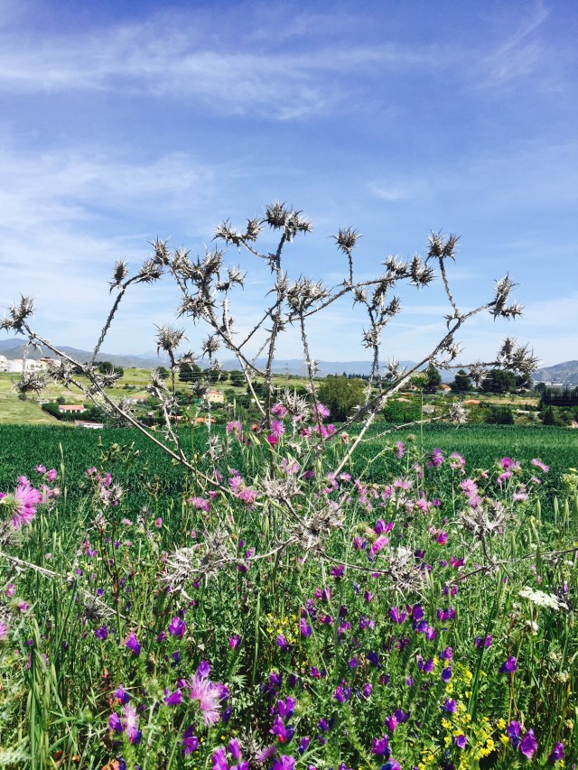 Flowers in the campo - Pippa 8/10