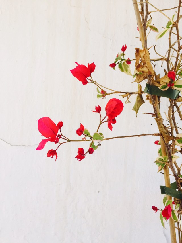 This was the judge´s favourite and mine. Pippa´s picture of flowers just outside the house 9/10