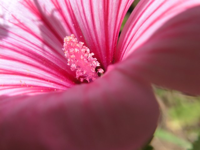 One of mine - a flower we passed along the way 9/10