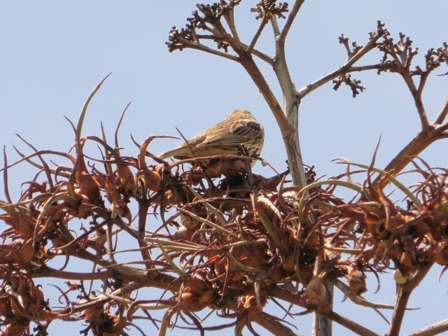 This is one of mine - the bird was a few metres away so I was pretty happy. Unfortunately it was not looking my way!  9/10