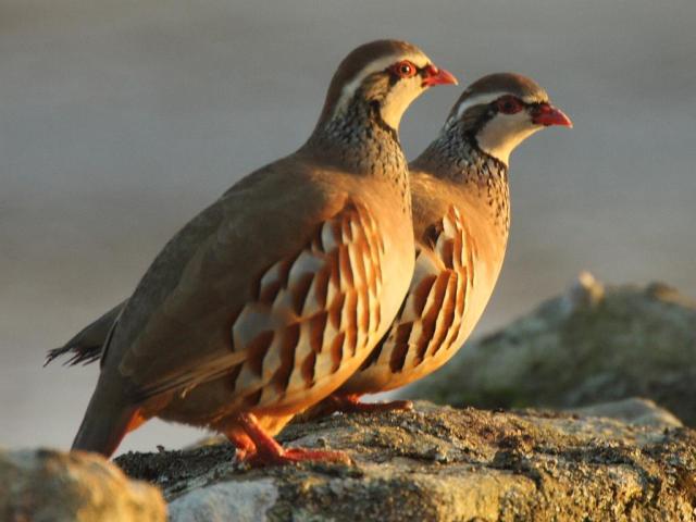 I found this lovely picture on this site: http://galleryhip.com/partridge.html