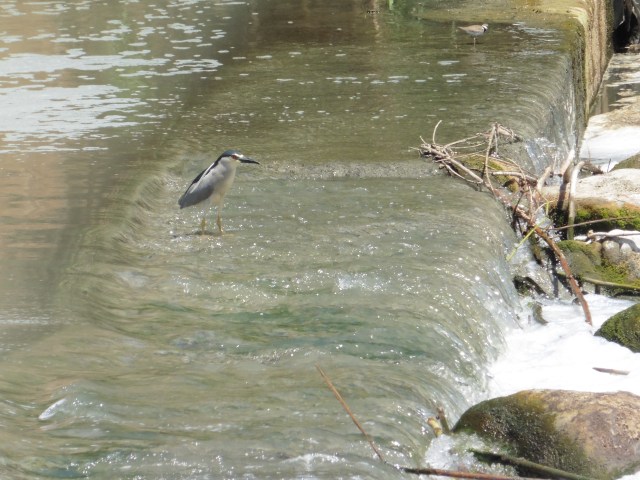 The night heron (Nyctocorax nictocorax)