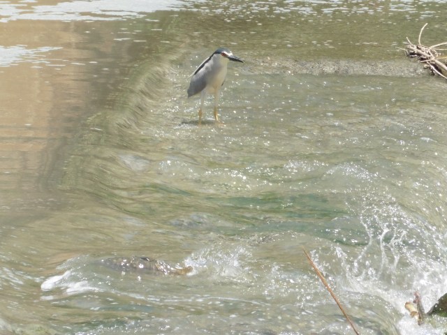 In the foreground you can see a gypsy barbel powering its way upstream over the sill.
