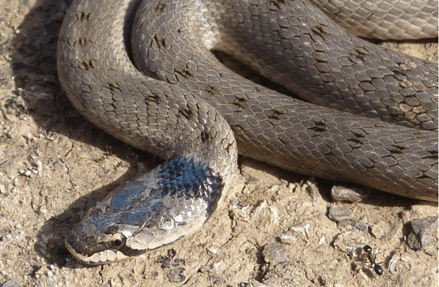 This is not my photo but I believe it is the kind of snake we came across this evening. The photo comes from this source: http://amiralles.com/imagemaroc/macro2.JPG