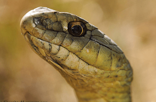 This is a Montpellier snake. This is Spain´s largest snake and can grow to 2 metres. This lovely photo was taken from this site: https://www.tumblr.com/tagged/montpellier-snake