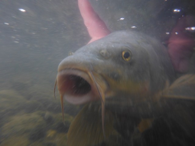 This is a gypsy barbel jest before it went omits way.