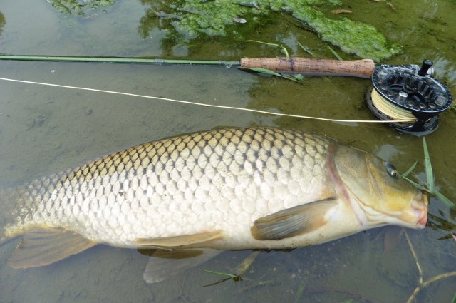 And here is the carp. It was as strong as an ox.