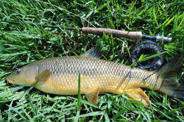 This was about the best of the barbel.