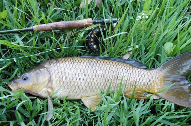 This carp is no monster but he was quite a handful with snags around. Look at the great big tail he has!