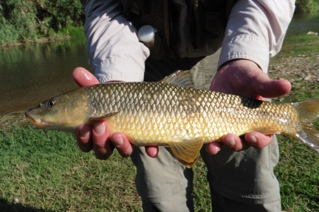 This gypsy barbel is a male. The distinctive tubercles on the head are still visible. They are very prominent in the spawning season and will soon disappear.