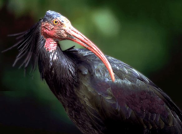 This is a northern bald ibis or a ibis, sadly now very rare. This picture was pinched from: http://www.konicaminolta.com/kids/endangered_animals/library/sky/northern-bald-ibis.html