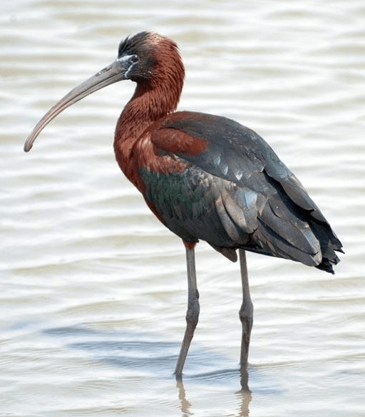 This is the fella that I saw - the glossy ibis. This picture was taken in the states by a guy called Michael Hogan - no relative of mine! I pinched it from: http://www.acris.nynhp.org/guide.php?id=6762