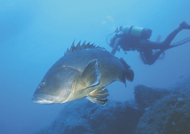 Dusky grouper. I pinched this picture from: http://www.marinespecies.org/photogallery.php?album=754&pic=68