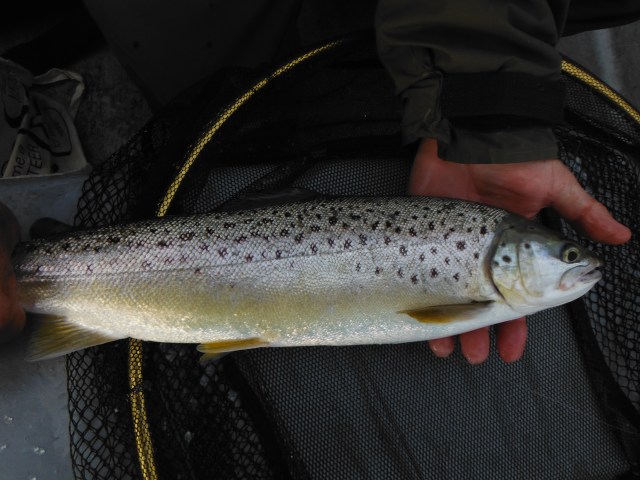 This handsome fish was the only brown trout of the day and was caught and returned by Harry.