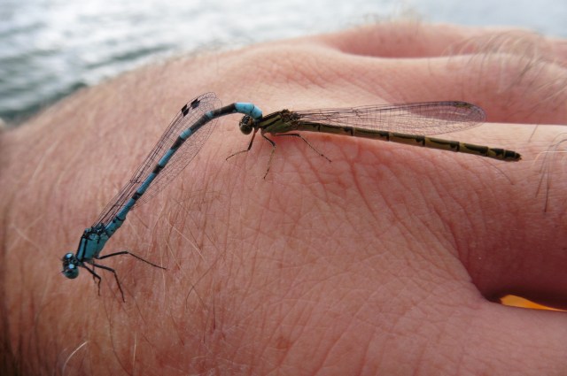 Here are a couple of damselflies enjoying a bit of "slap and tickle" on my hand.