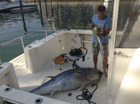 A little closer to home - the big bluefin tuna taken by Steven Lawler´s neighbour.