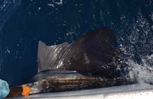 This is one of John´s sailfish. John shows a lot of respect for the fish he catches and I´m sure that after a "trophy shot" it will be released again.