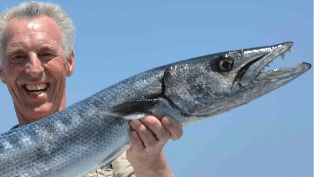 There are 28 species of barracuda and they are found in tropical and sub-tropical waters worldwide.