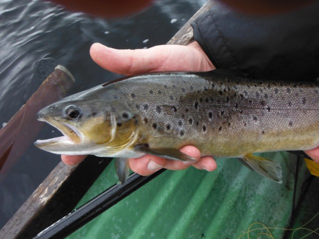 This was fairly typical of the better fish