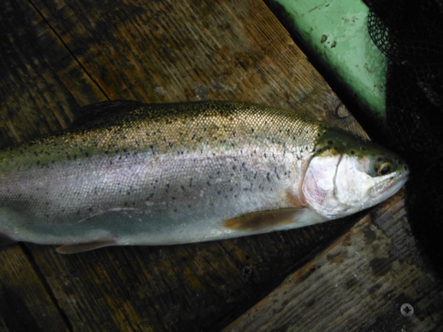 This is the first rainbow trout I have taken in Ireland