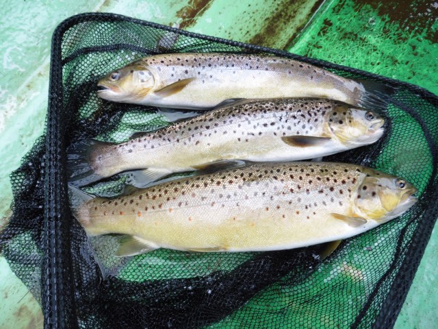 All taken at the same time on the first drift!