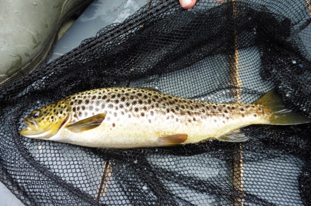 This handsome trout was taken by Sean. He had another about twice as heavy. All the fish were returned.