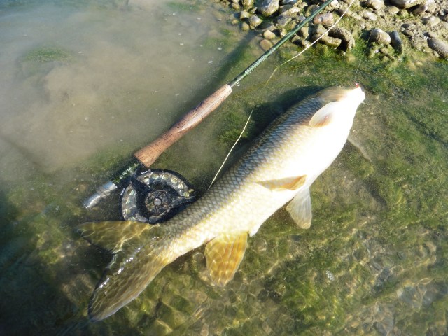 This fish was hooked in the shallows at the head of a long run. It turned in the current and before I knew it I was looking at my backing and this fish was splashing about 35 metres away! Thankfully I managed to keep it out of snags and land it downstream in the slower flows.