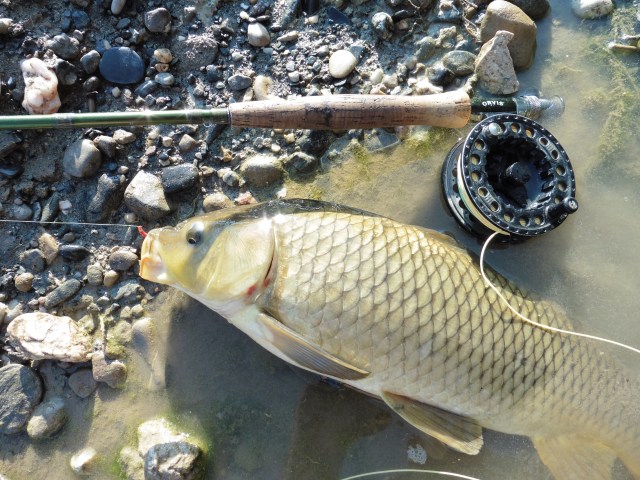 A pretty carp.