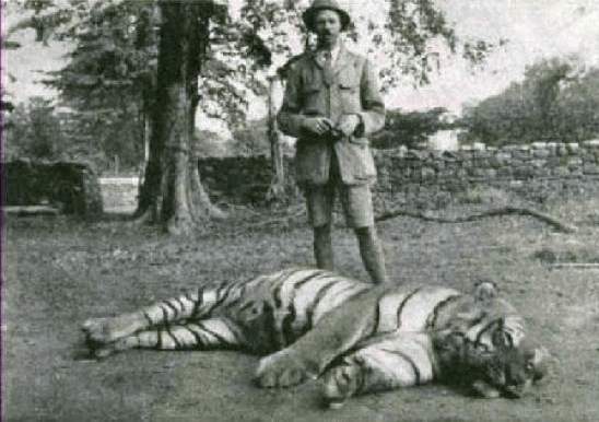 Jim Corbett and the Tigress of Champarat. This tigress had killed 436 people over several years in Nepal and India. When Corbett examined the carcass he discovered that the canine two of the canine teeth had been badly damaged in a previous shooting and it is likely that this resulted in the animal switching to humans instead of her natural prey. Corbett found that other man-eaters had suffered injuries which compromised their ability to hunt. 